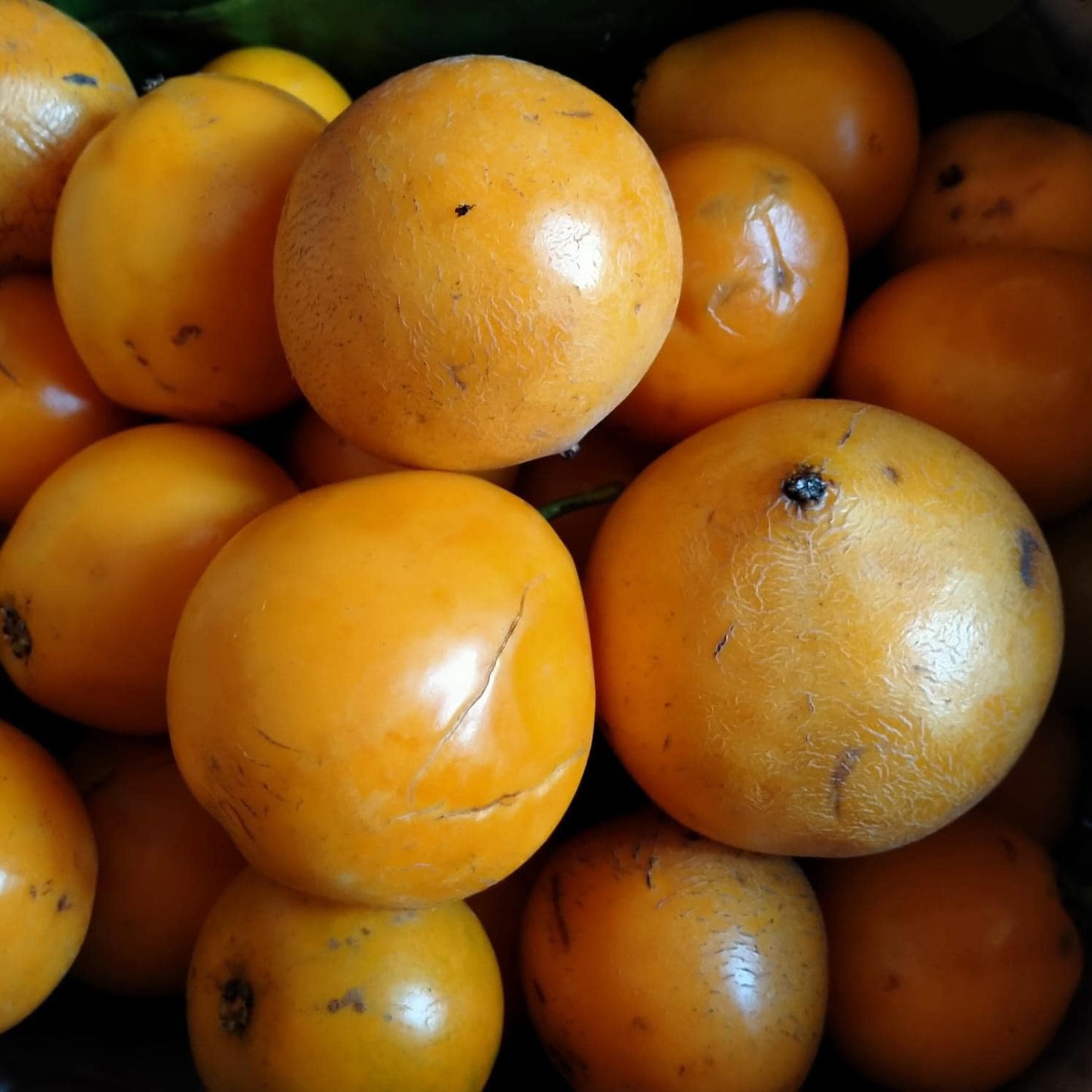 Mundu Fruit Plants (Garcinia Dulcis)