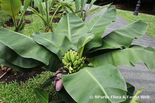 Thai Musa Banana Live Plant (Musa acuminata)