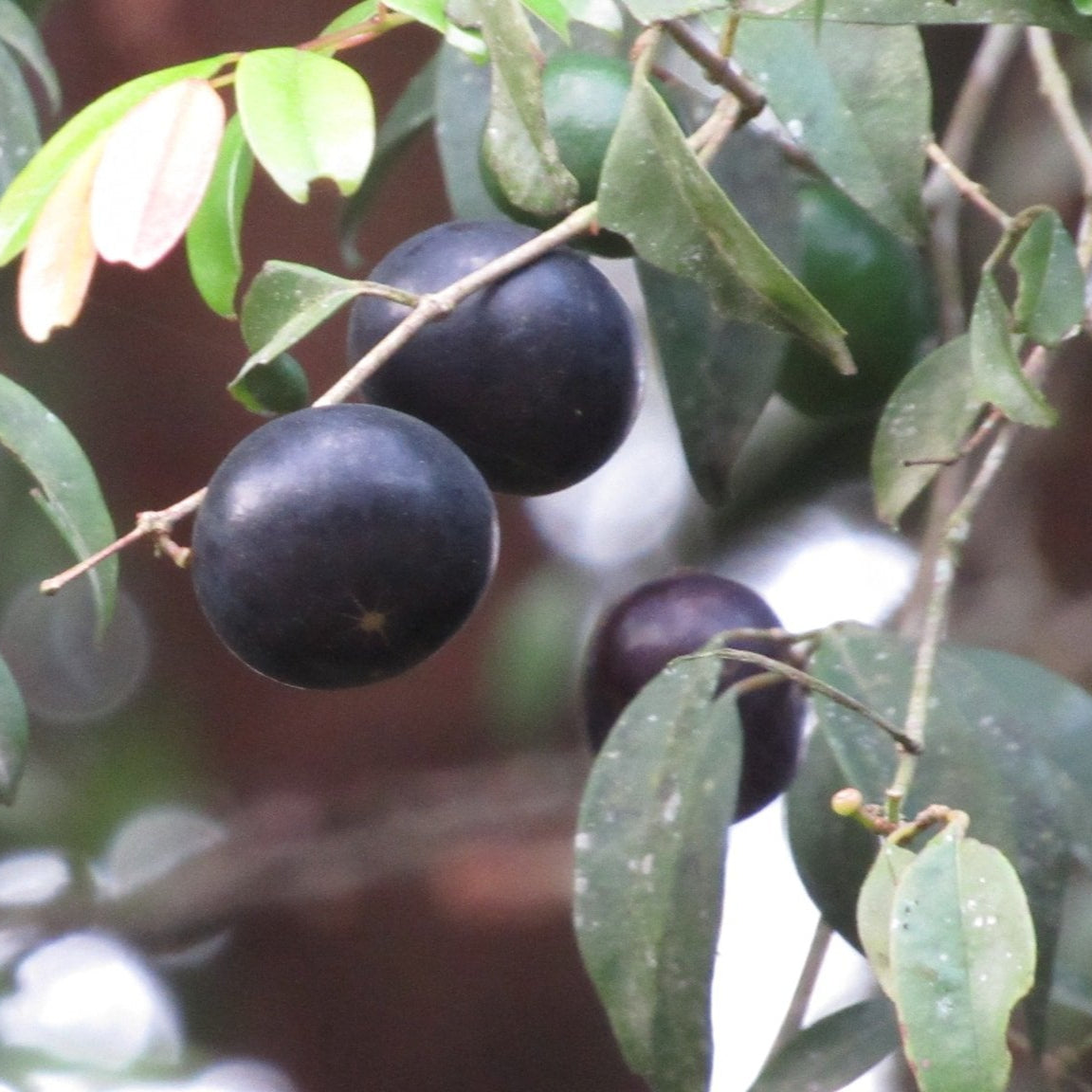 Tree Cambui LIve Plant (Myrciaria arborea)