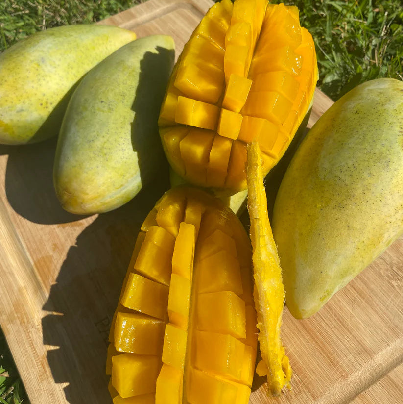 Nam Doc Mai Mango Live Plants