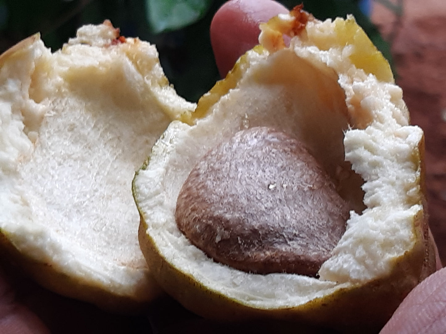 Nam Nam Fruit Plants (Cynometra Cauliflora)