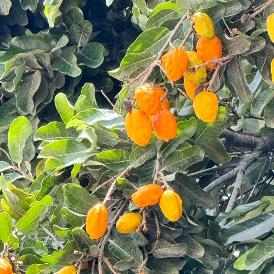 Olosappo Fruit Plant (Couepia Polyandryis)