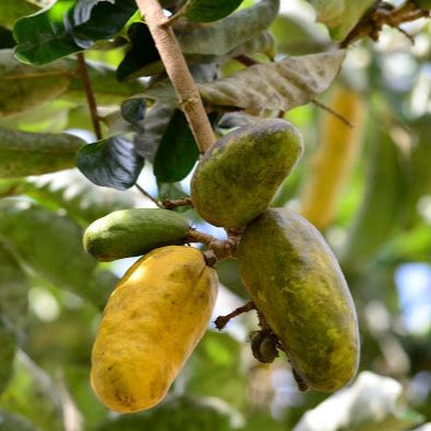 Giant Olosapo Fruit Plants (Couepia Polyandra)