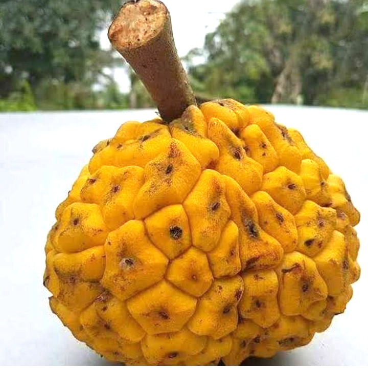 Ongo Fruit Plant ( Myrianthus Arboreus )