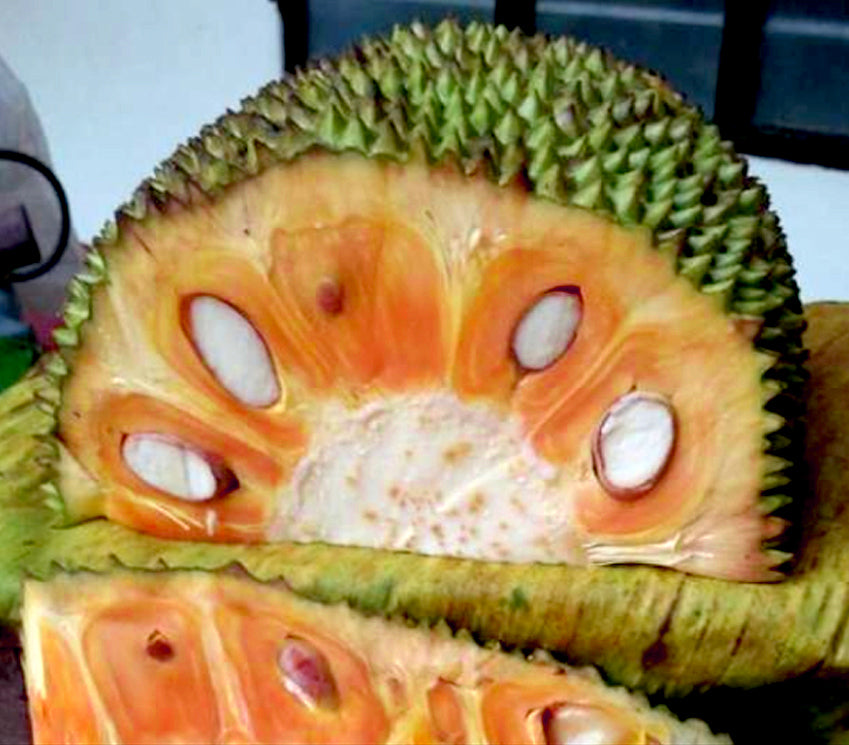 Pathamuttam Varikka Live Plants