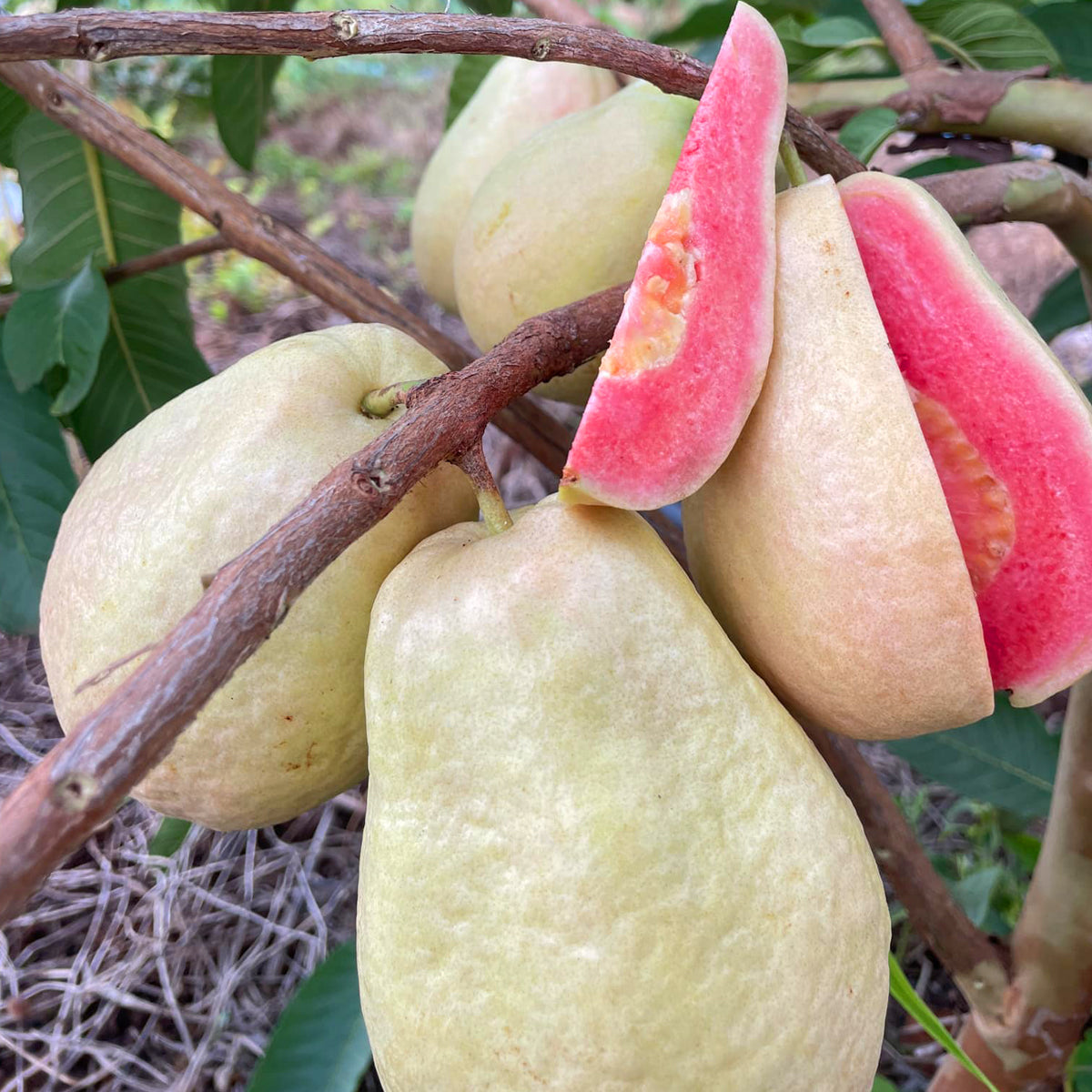 Thai Pear Guava Live Plant (Psidium guajava)