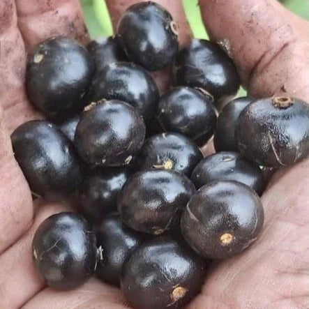 Pitanga de Cachorro (Neomitranthes obscura)