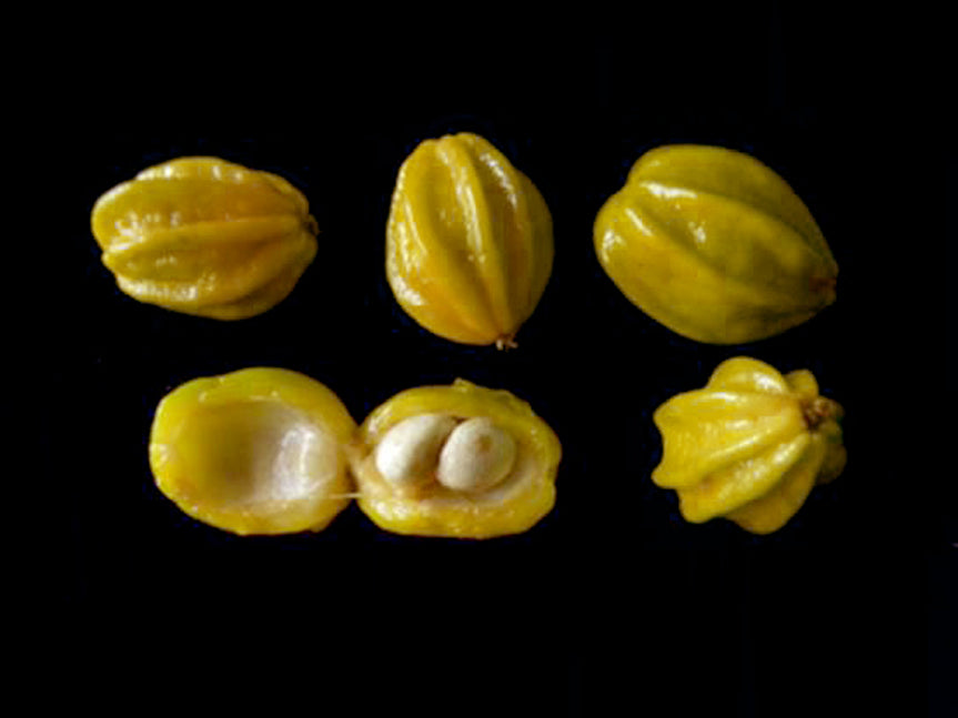 Pitangatuba Fruit Plant ( Eugenia Neonitida )