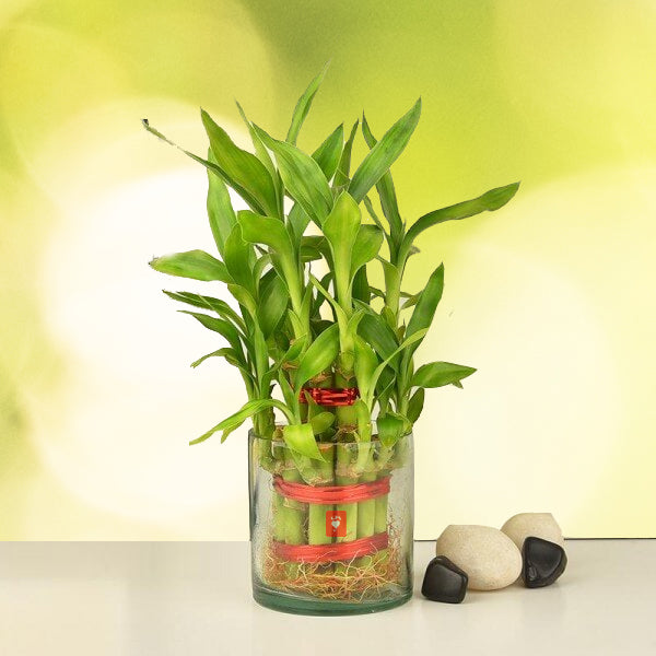 lucky bamboo 2 Lucky Bamboo 2 Layer Live Plant – veliyathgardens