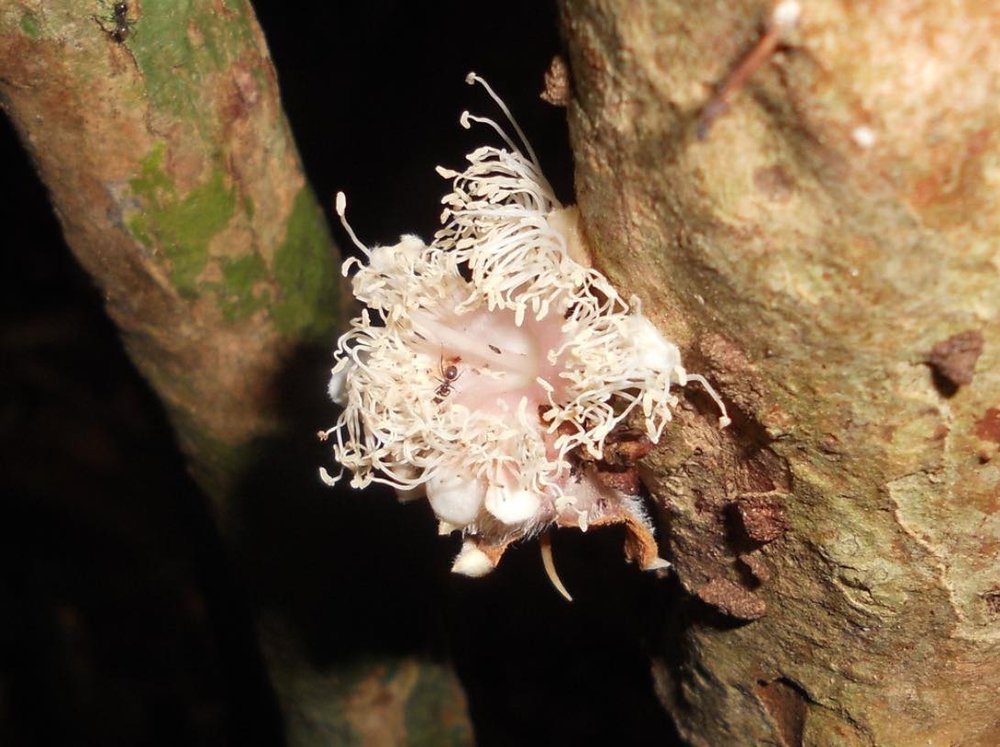 Plinia longiacuminata Live Plant
