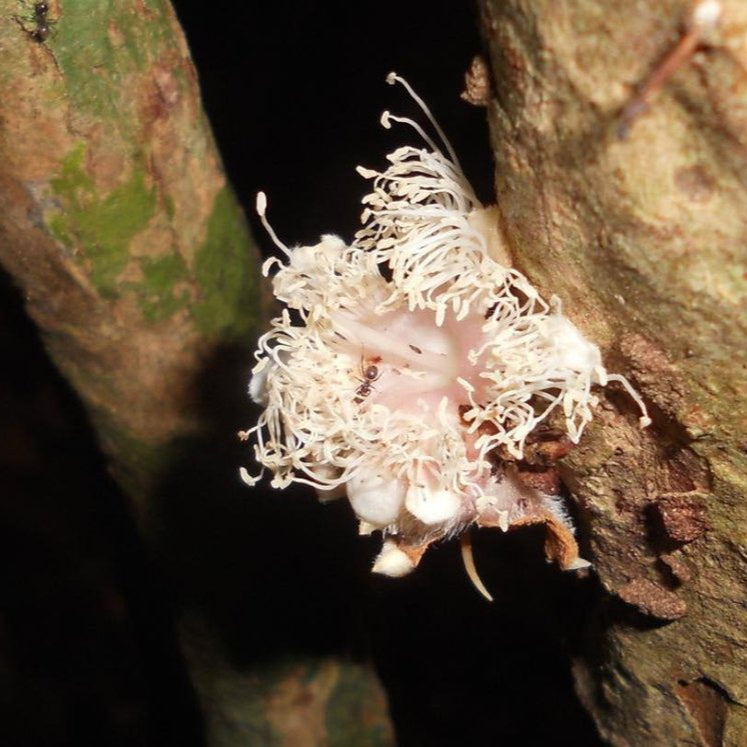 Plinia longiacuminata Live Plant