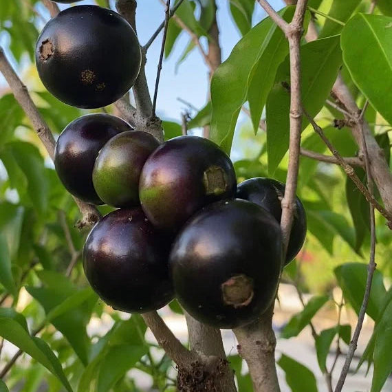 Crowned Jaboticaba Fruit Plant (Plinia Coronata)