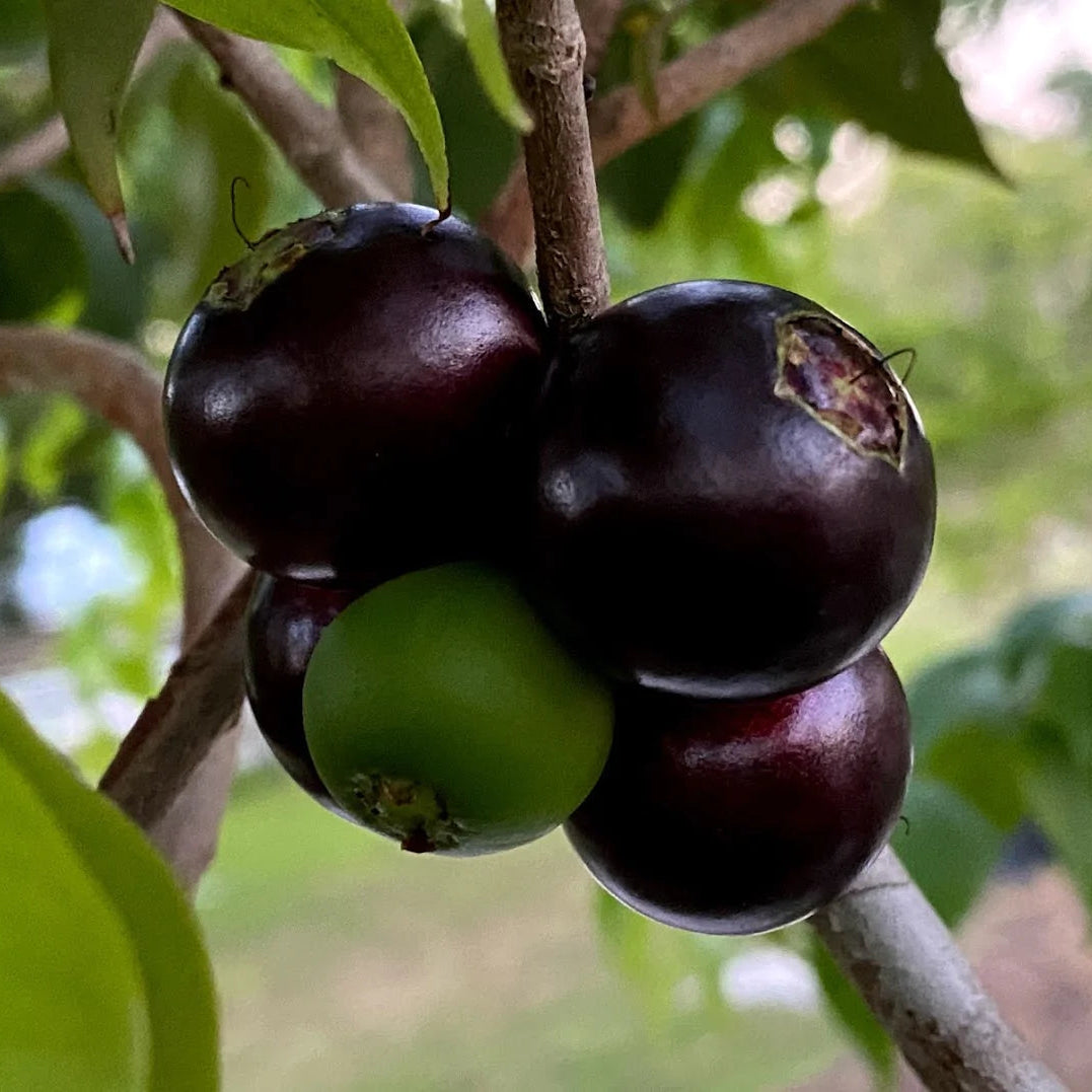 Crowned Jaboticaba Fruit Plant (Plinia Coronata)