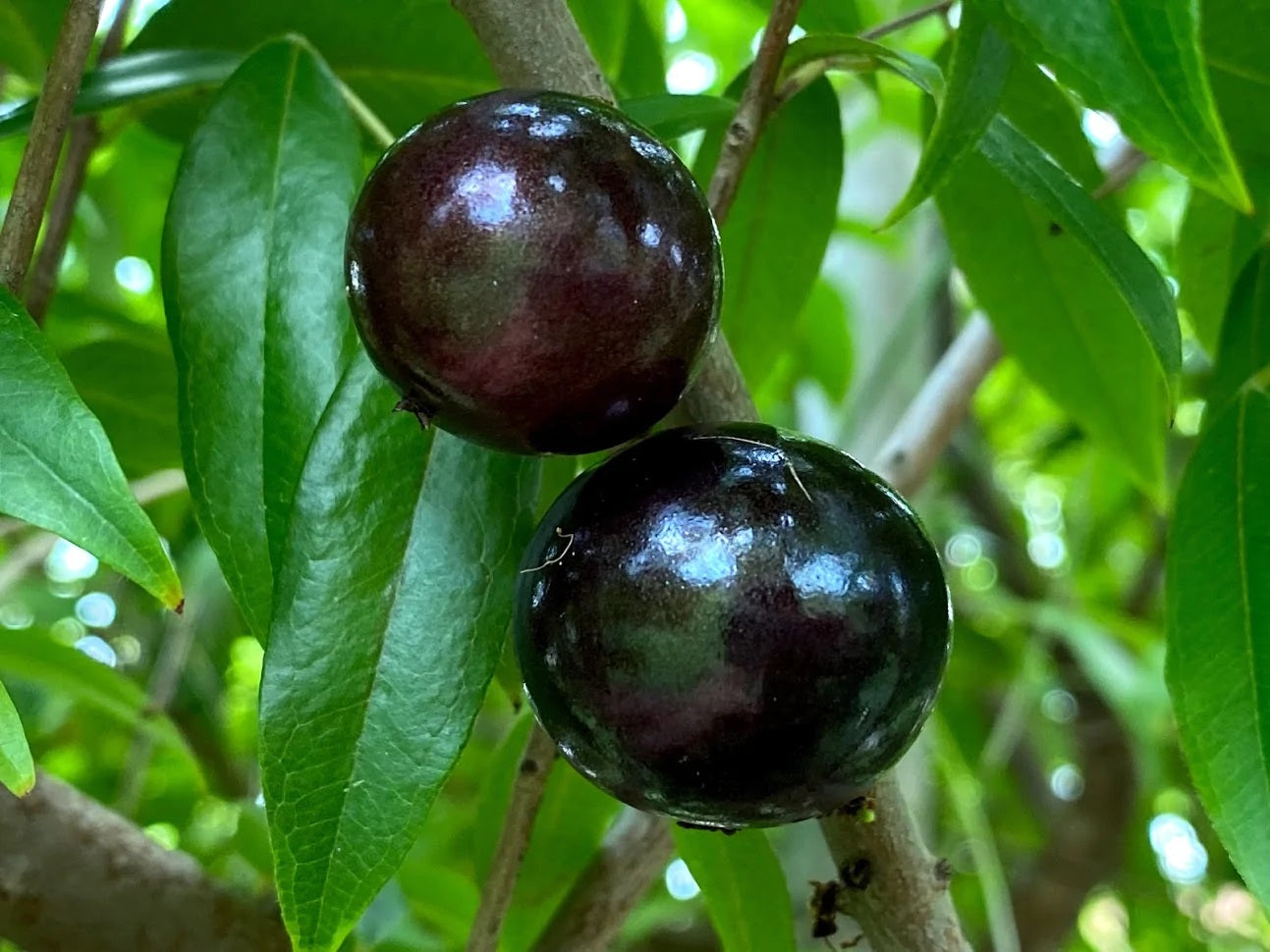 Plinia Oblongata Fruit Plant (Plinia Oblongata)