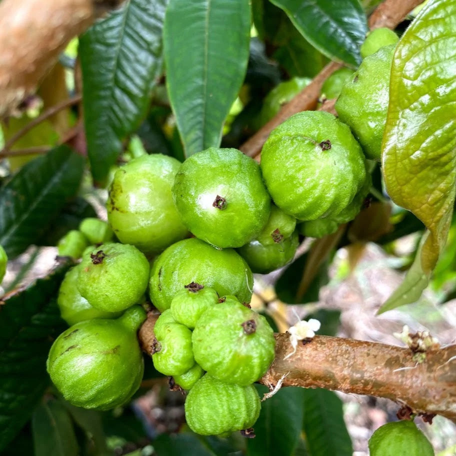 Jaboticaba Branca Fruit Plant (Phitrantha Branca)