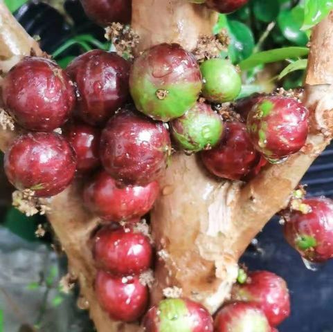Phitrantha Rosa Jaboticaba: A Tropical Fruit with Exceptional Benefits