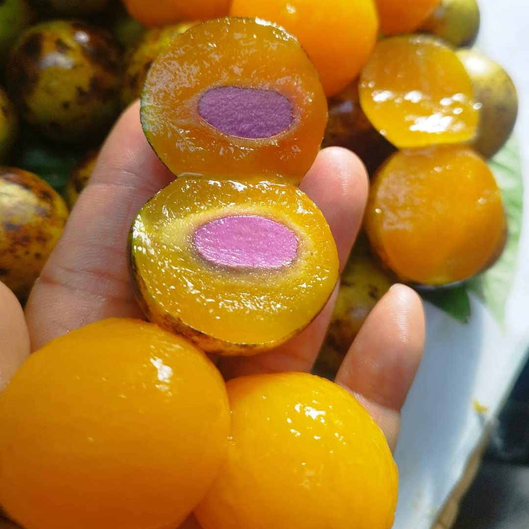 Maparang Fruit Plants (Bouea Macrophylla)