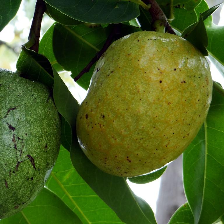 Pond Apple Fruit Plant ( Annona Glabra )