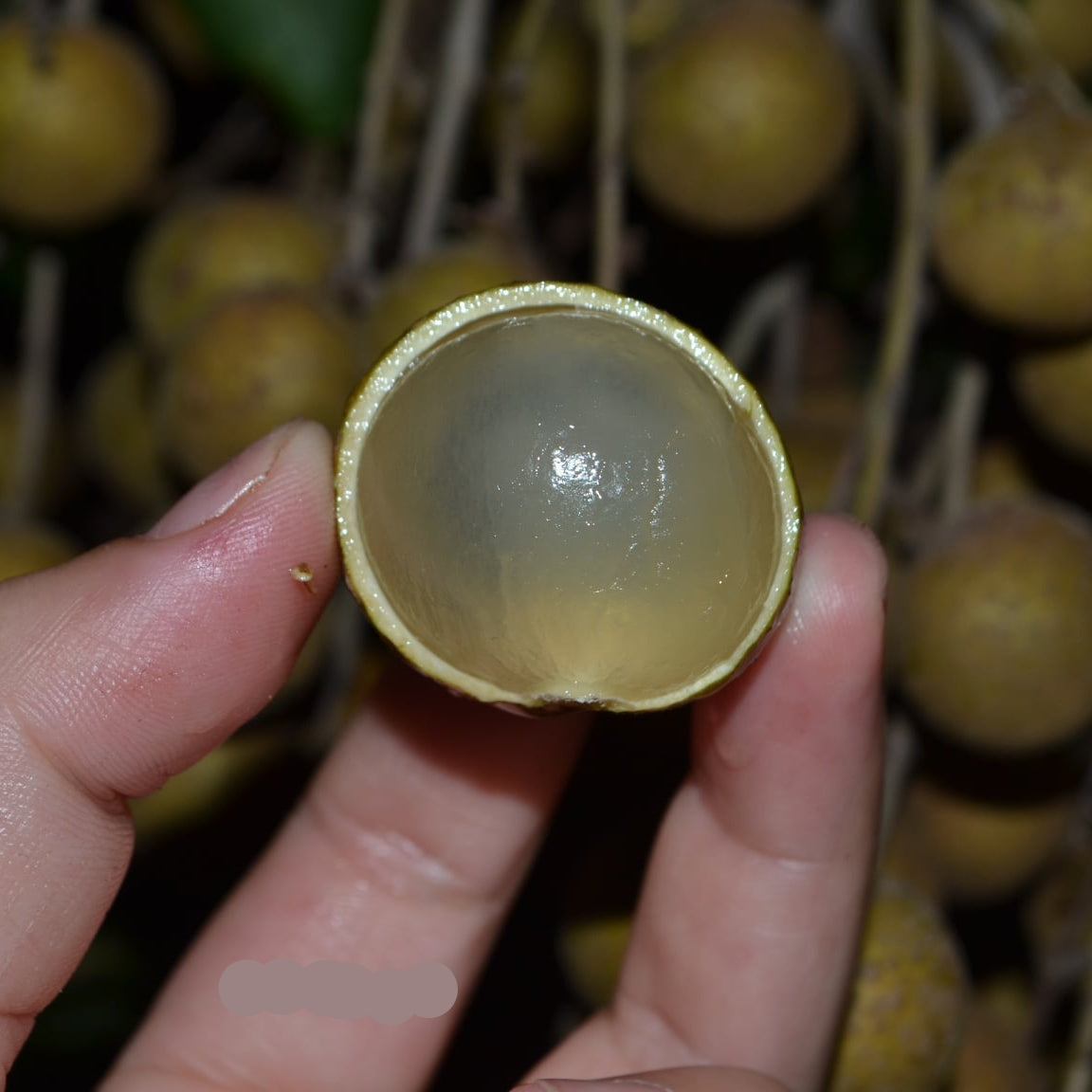 Ponyai Longan Fruit Plant (Dimocarpus longan)