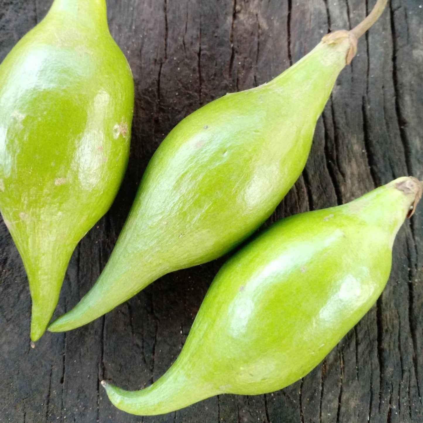 Mataojo Live Plant (Pouteria salicifolia )