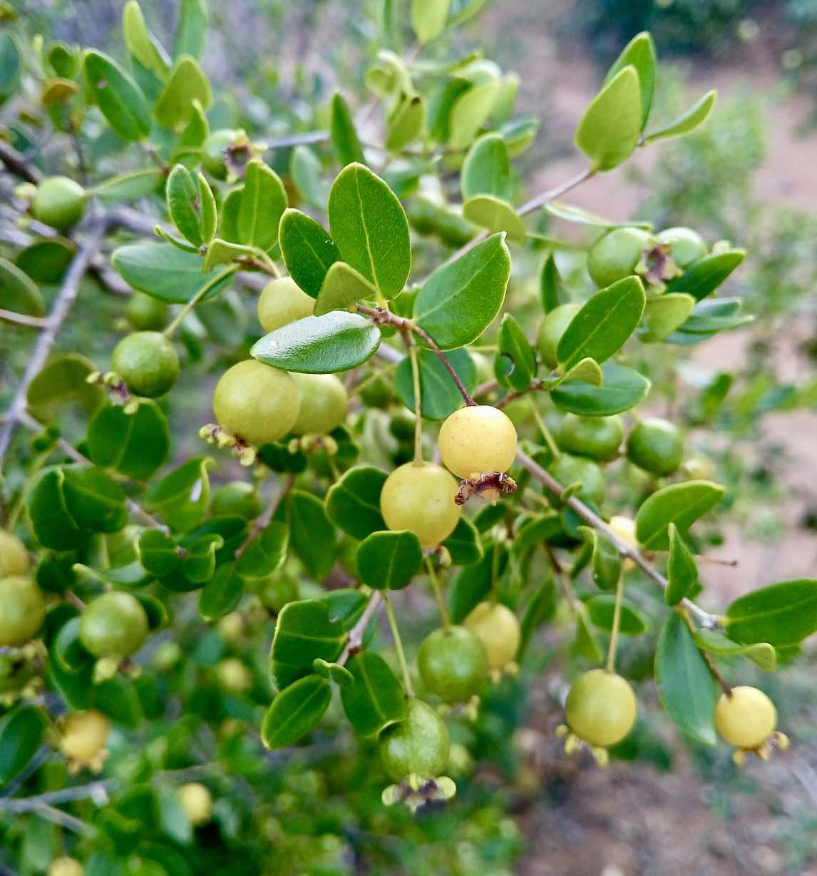Psidium schenckianum Live Plant