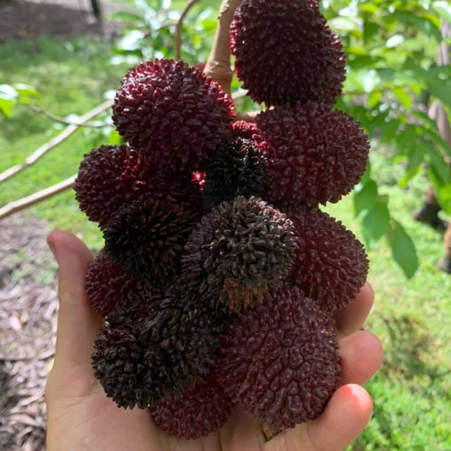 Pulasan Fruit Plants (Nephelium Mutabile)