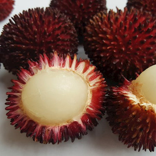 Pulasan Fruit Plants (Nephelium Mutabile)