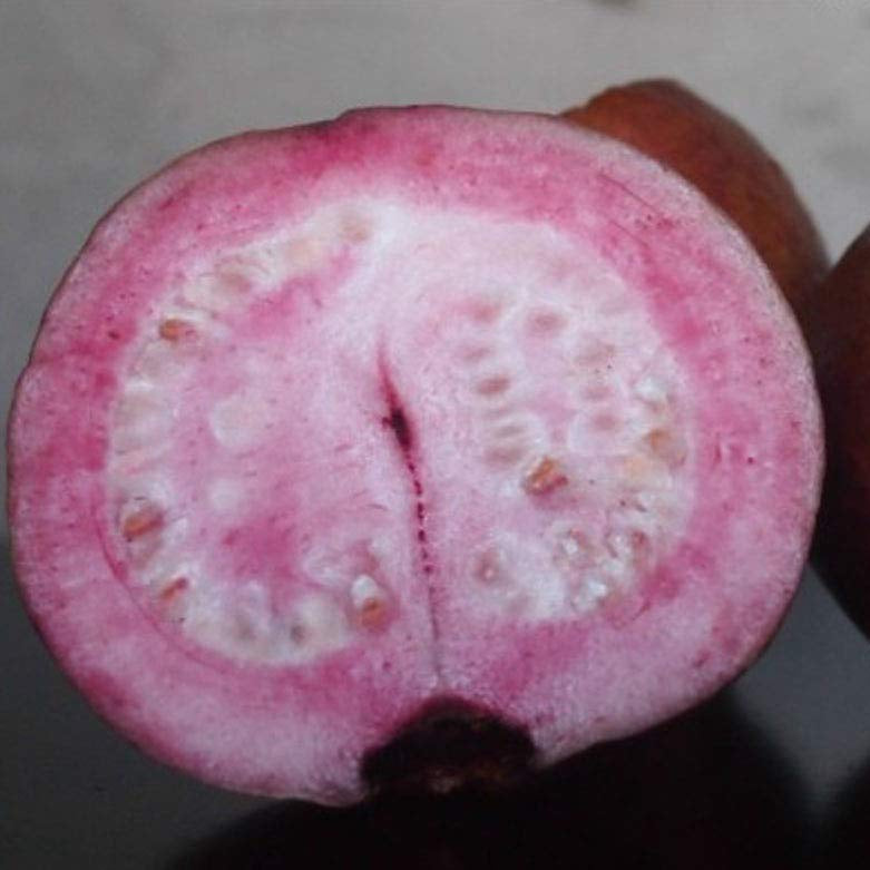 Purple guava Live Plant (Psidium guajava)