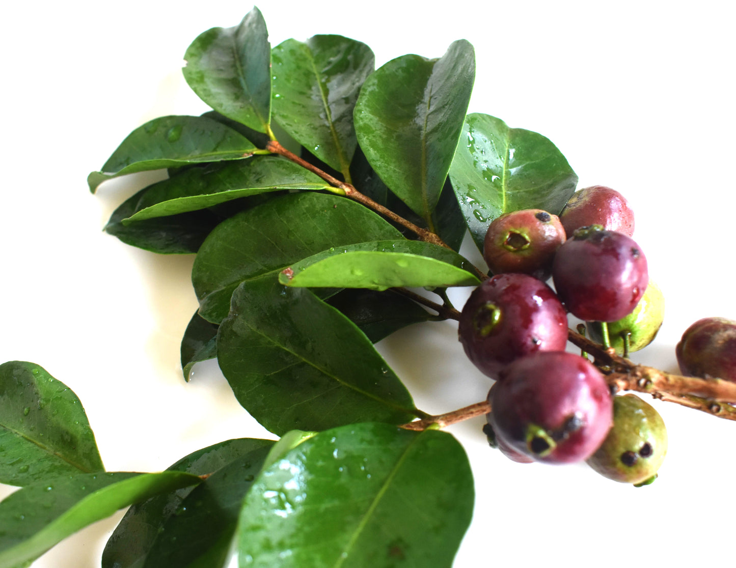 Purple Forest Guava fruit Plant (Psidium Eugeniaefolia)