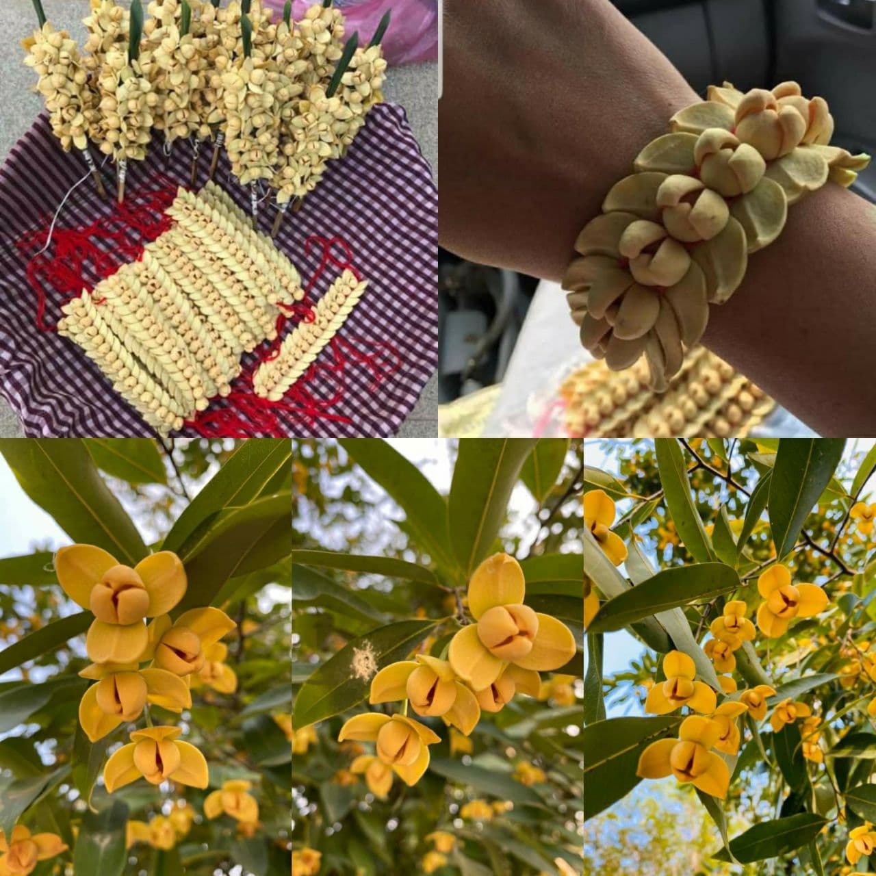 Rumdul Fruit Plant (Sphaerocoryne Affinis)