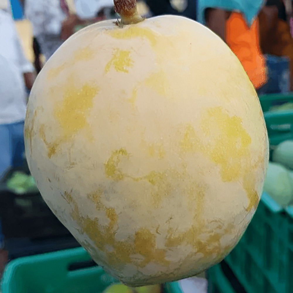 Rajapuri Mango Live Plant (Mangifera indica)