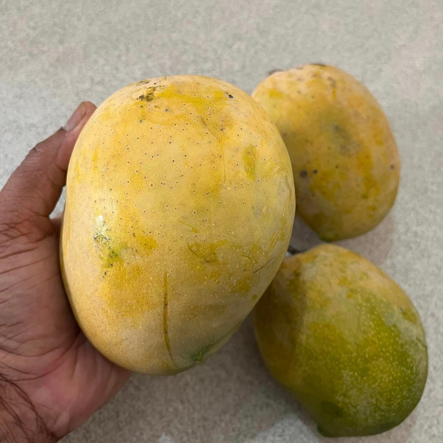 Rajapuri Mango Live Plant (Mangifera indica)