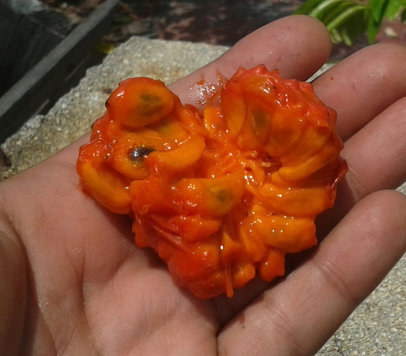 Red Arachitchu Fruit plant (Annona Cornifolia)