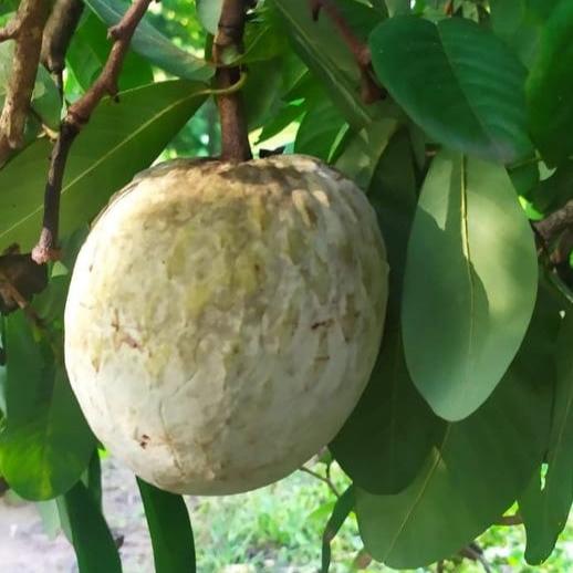 Red Ilama Fruit Plant ( Annona Diversifolia )
