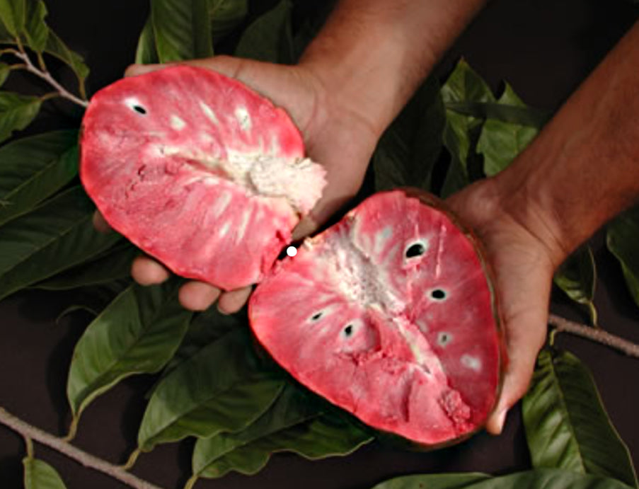 Red Araticum fruit Plants ( Annona Cacans )