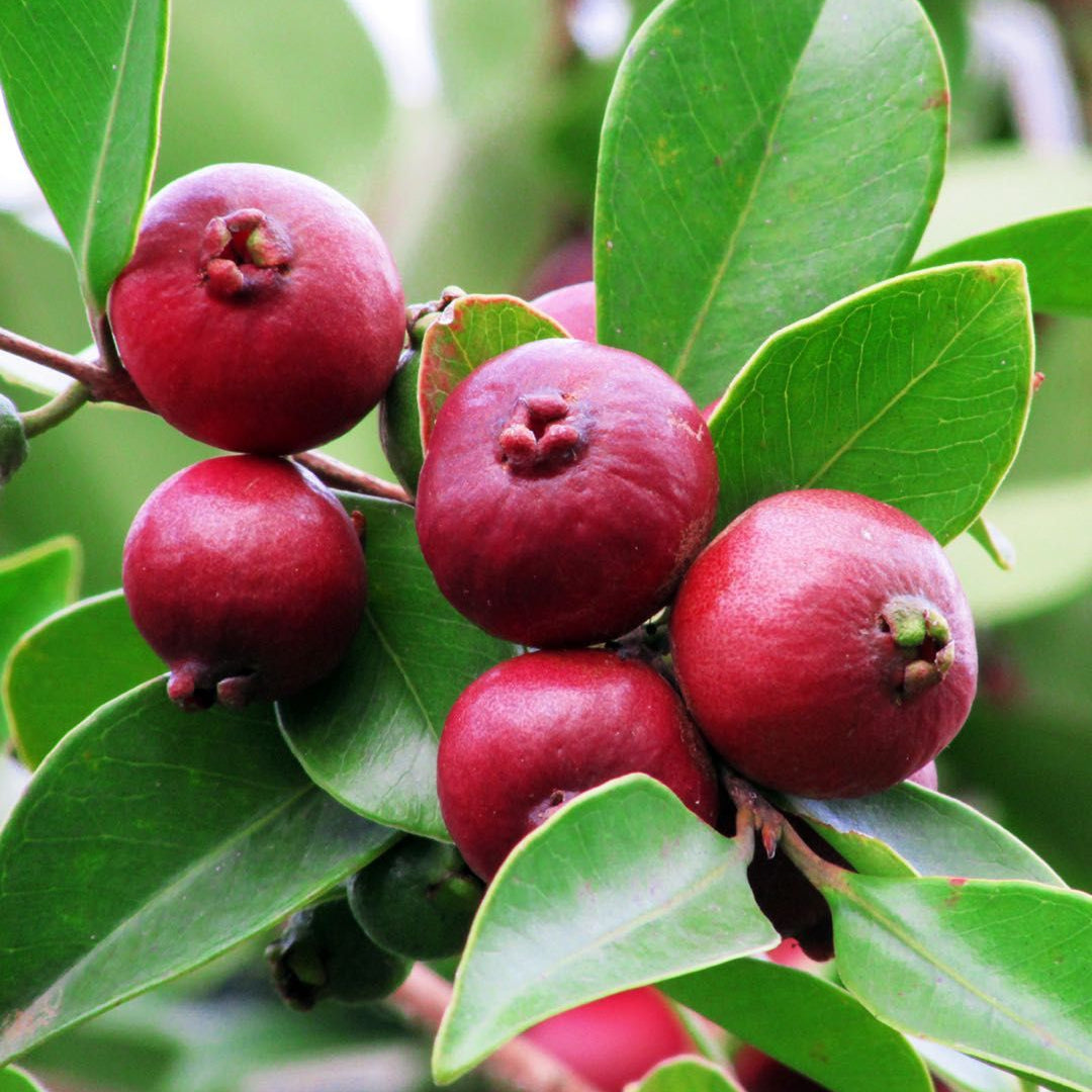 Red strawberry guava Live Plant (Psidium Cattleianum)