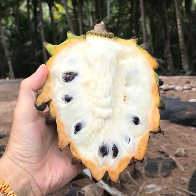 Rollinia Fruit Plant ( Rollinia Deliciosa )