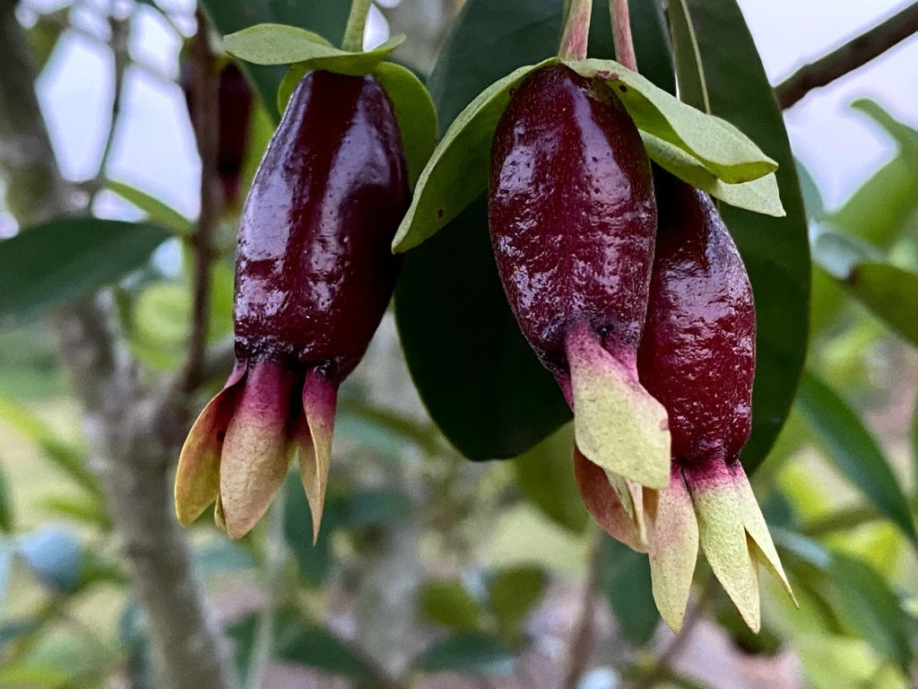 Savannah Cherry (Eugenia Calycina): A Sweet Addition to Your Garden