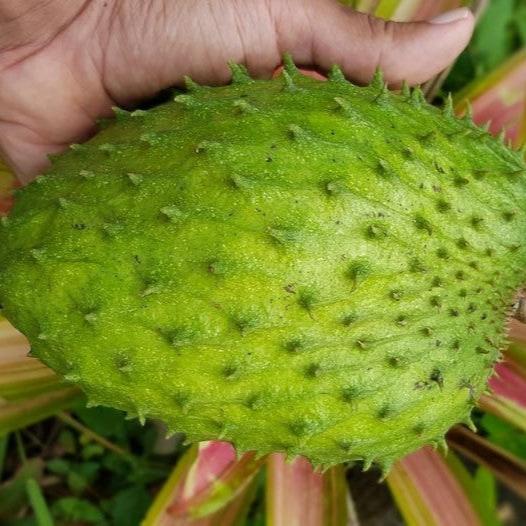 Sour Sop Fruit Plant ( Annona Muricata )