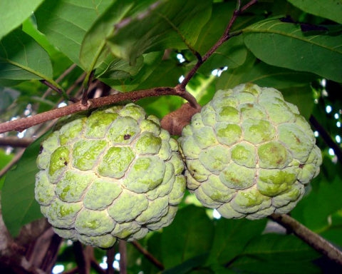 Sugar-Apple Fruit plant (Annona Squamosa)