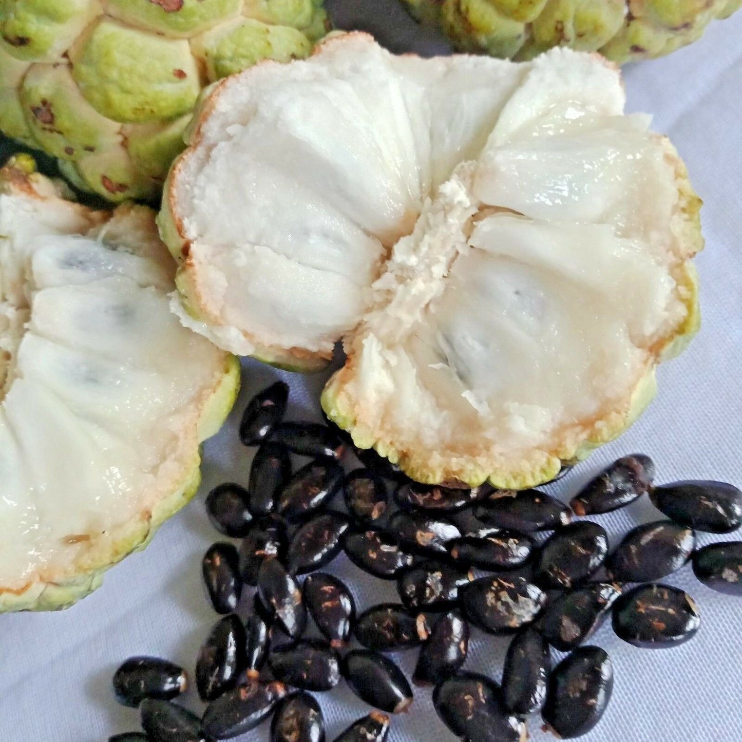 Sugar-Apple Fruit plant (Annona Squamosa)