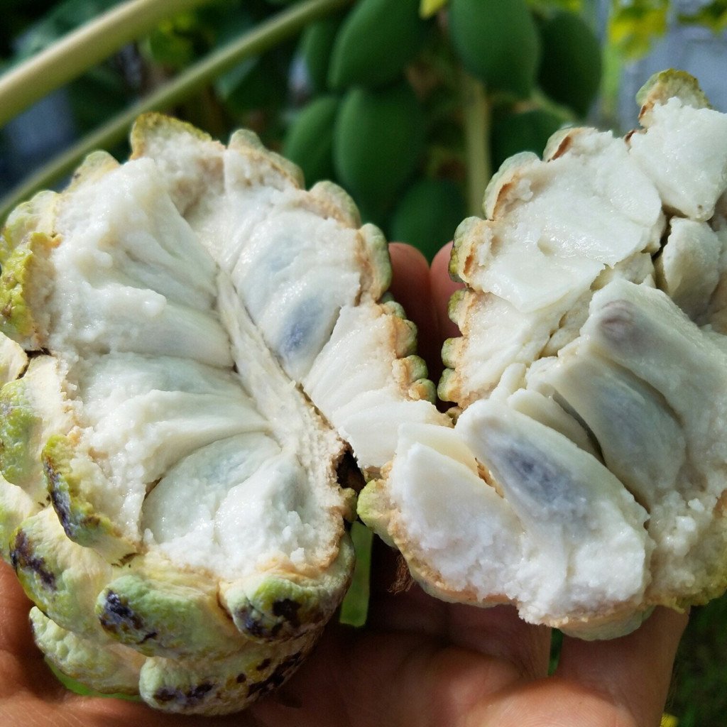 Sugar-Apple Fruit plant (Annona Squamosa)