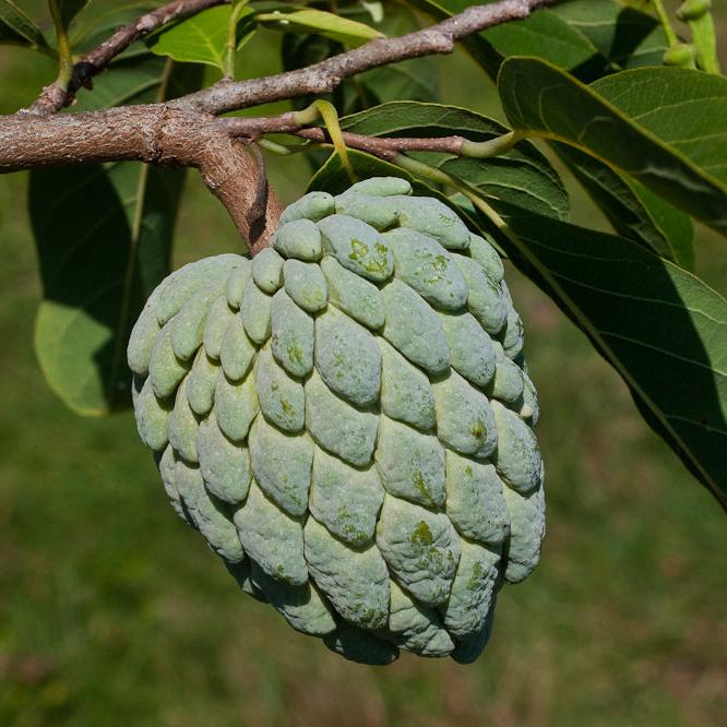 Sugar-Apple Fruit plant (Annona Squamosa)