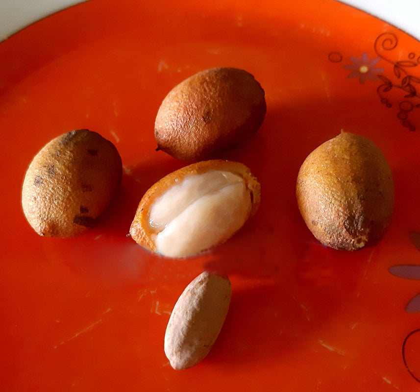 Talisia guianensis Live Plant