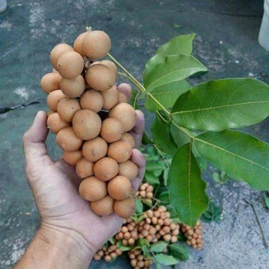 Pitombeira Fruit plant (Talisia Esculenta)