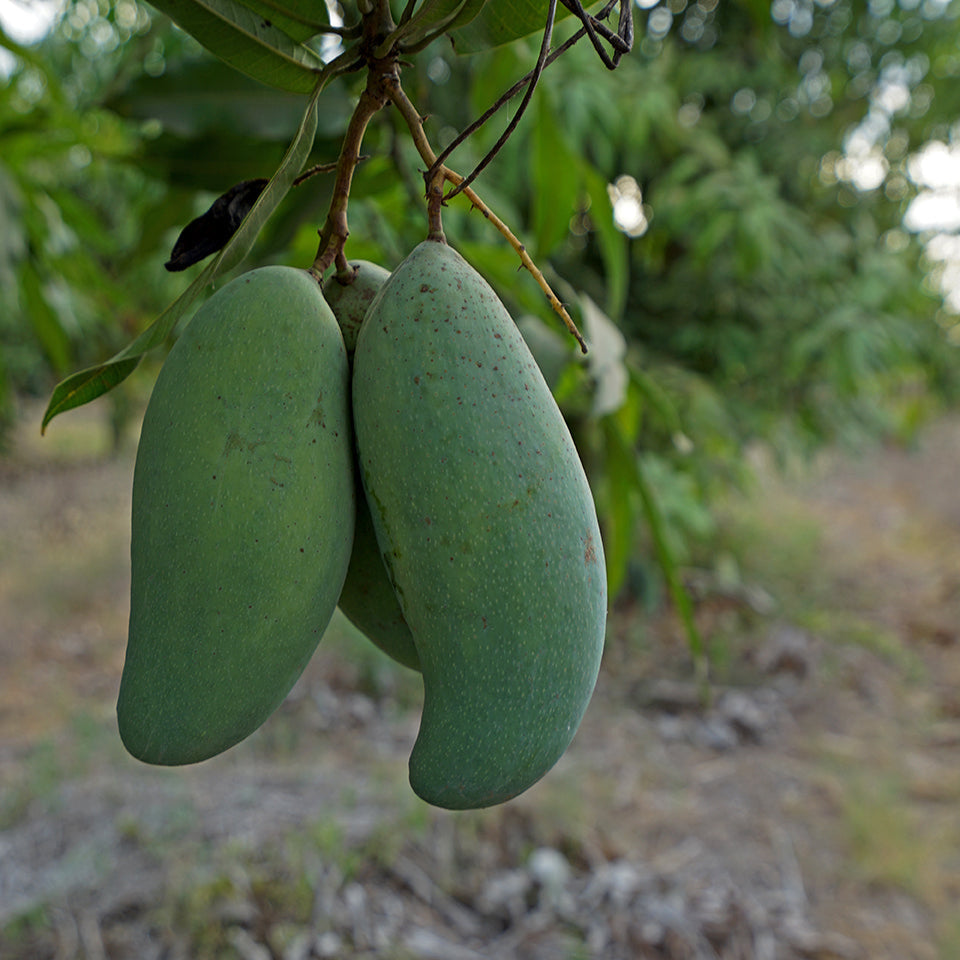 All Season Mango Live Plants