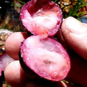 Jaboticaba 'Campo De Ramon' fruit Plant (Plinia sp)