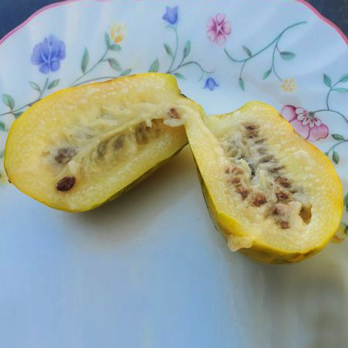 Toronche Live Plant (Vasconcellea stipulata)