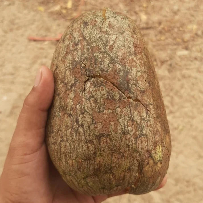 Gigante de Maranhao Custard Apple Live Plant (Annona aff. coriaceae)