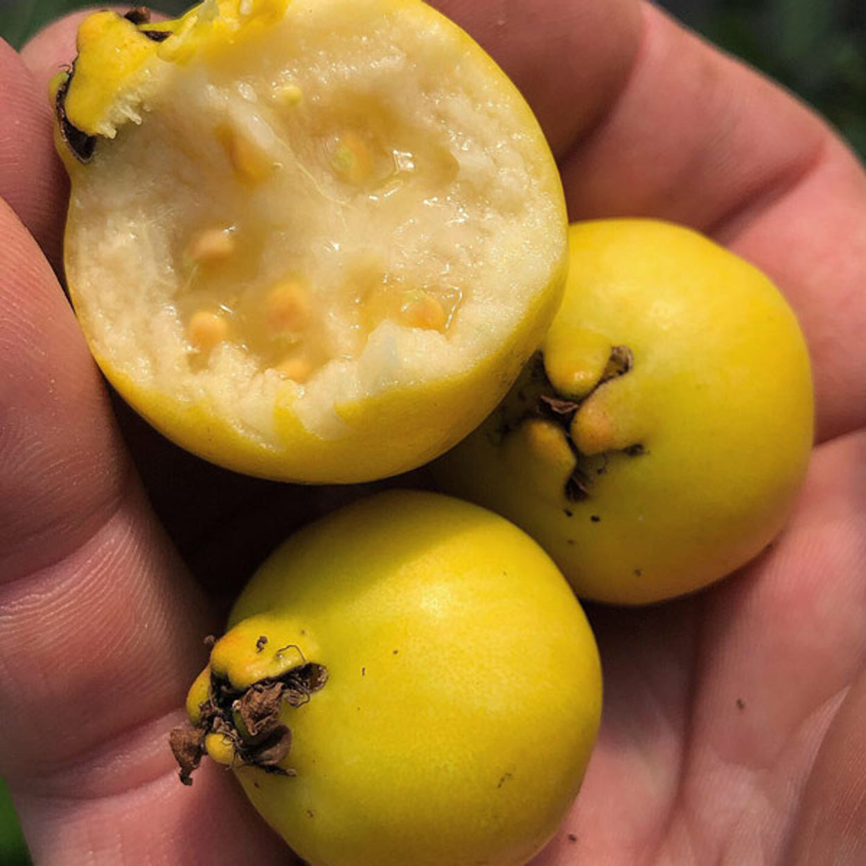 Yellow Strawberry Guava Live Palnt (Psidium Cattleianum)